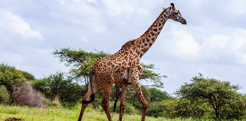 pexels-africa-vacation-safaris-3529692