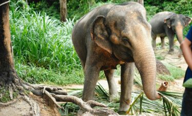 coorg package