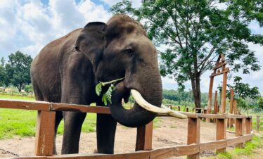 coorg package